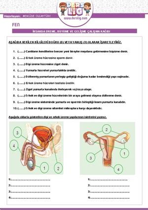 7 Sınıf Fen Bilimleri İnsanda Üreme Büyüme Ve Gelişme Çalışma Kağıdı