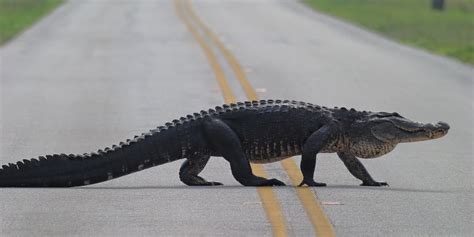 Woman in South Carolina Killed in Fatal Alligator Attack