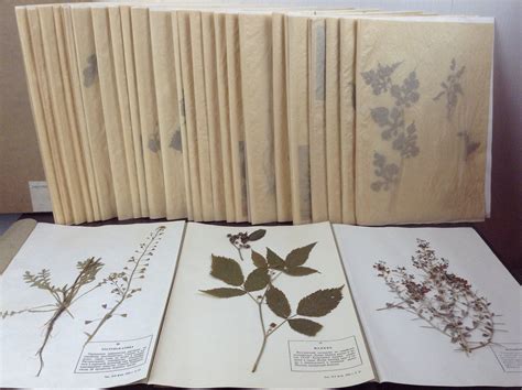 Collection Of 36 Vintage Herbariums Real Vintage Botanical Etsy