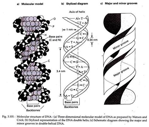 DNA: Physical Structure and Properties