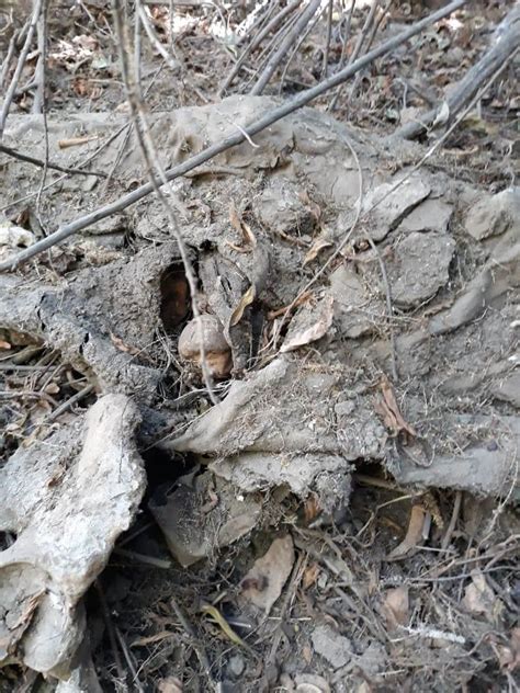 Fotos Encuentran Restos De Osamenta Humana En Valle Bonito