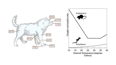 Homeostasis Examples In Animals