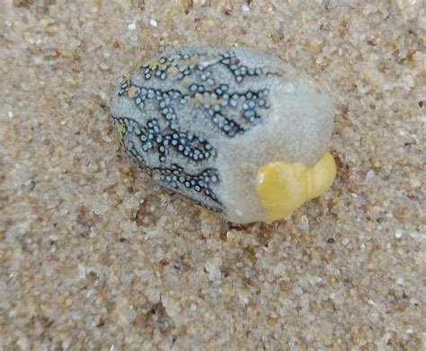 Magnificent Ascidian From Pretty Beach On December By Waggie