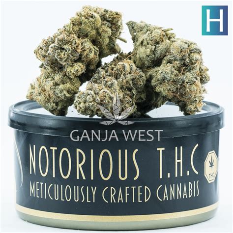 Notorious THC Craft Cream Puff 7 Grams Ganja West Online Canada