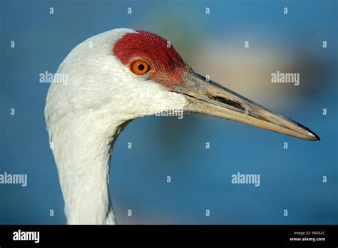 Sandhill Crane Grus Canadensis Close Up Of Head Large Format Sizes