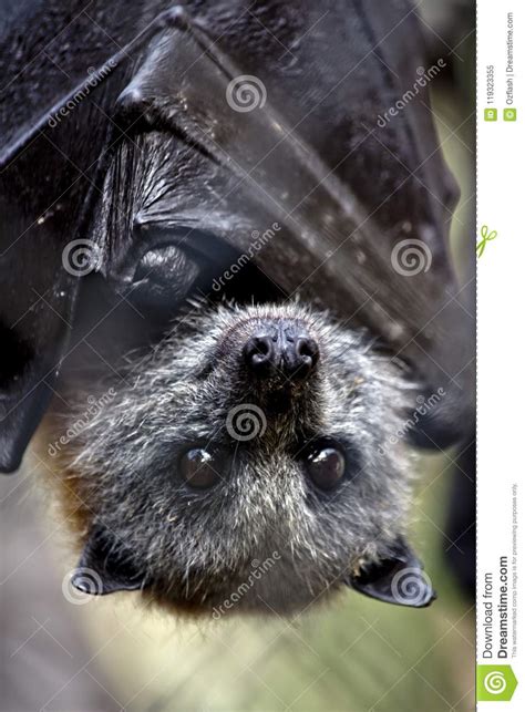 Australian fruit bat stock image. Image of australian - 119323355