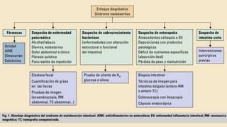 Sindrome De Malabsorcion Generalidades Y Conceptos Basicos Ppt