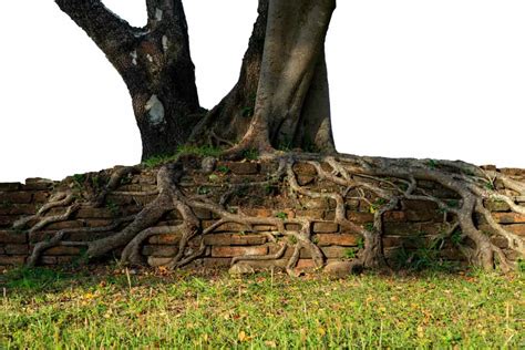 9 Trees That Can Damage Your Foundation How To Fix Tree Journey