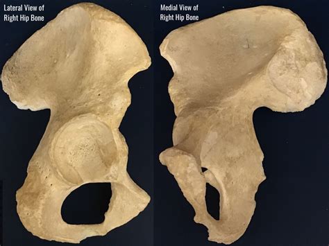 Appendicular Skeleton Pelvic Girdle 1 Diagram Quizlet