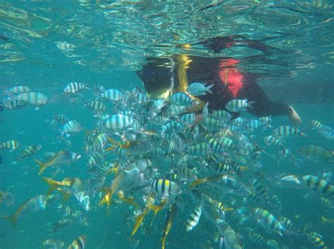 Tioman Snorkeling For First Time Travellers New Guide