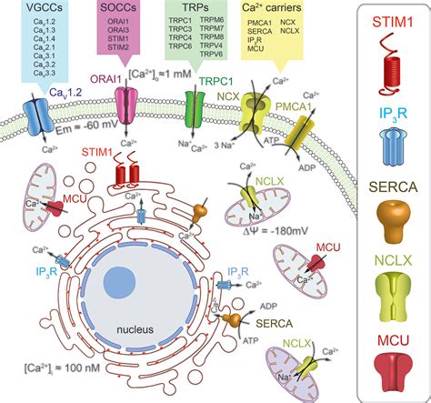 Frontiers Calcium Permeable Channels In Cancer Hallmarks