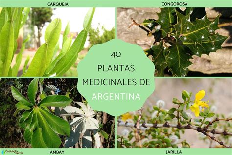 Plantas Medicinales De Argentina Nombres Y Propiedades