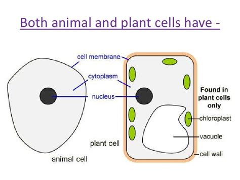 Life Processes And Cell Activity