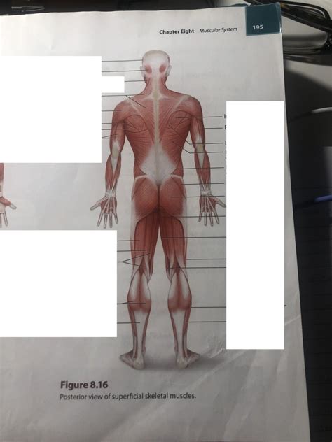 Posterior View Of Superficial Skeletal Muscles Diagram Quizlet