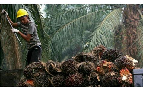 Globalplanetnews Sekjen Gapki Ungkap Kendala Kelapa Sawit Indonesia