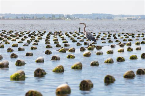 Our Farms Taylor Shellfish Farms Seattle Wa