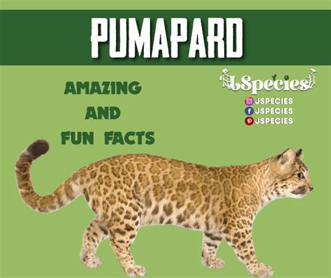 Pumapard All You Need To Know