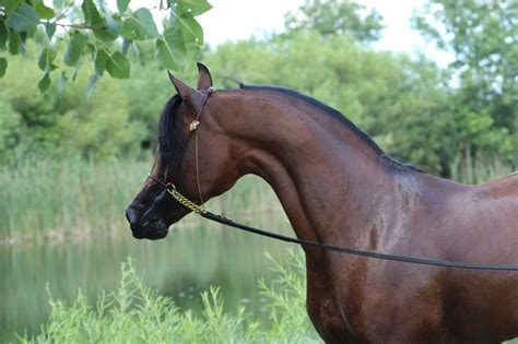 Ali Ghazaan Classicala Farm Michigan Purebred Arabian Breeding