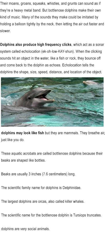 Dolphins for kids | Childhood Education