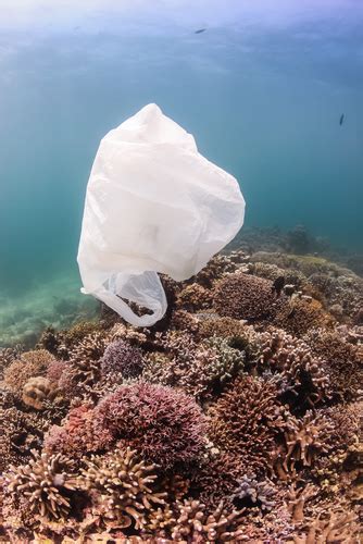 World Oceans Day Highlight Acidification Overfishing Plastic The