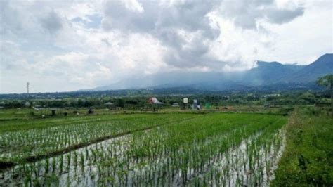 Lahan Sawah Di Kota Batu Terus Berkurang Suryamalang