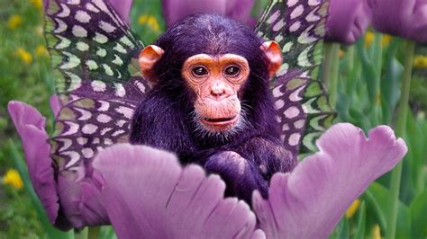 🔥 [76+] Cute Monkey Wallpapers | WallpaperSafari