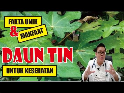 Temukan 6 Manfaat Teh Daun Tin Untuk Lambung Yang Jarang Diketahui