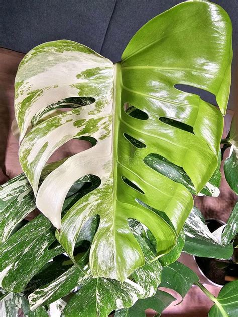 Monstera Deliciosa Albo Variegata Stock Image Image Of Light