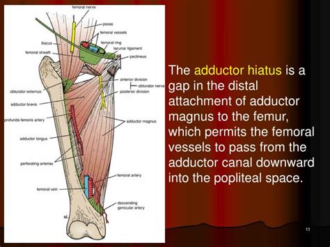 Ppt Medial Compartment Of Thigh And Adductor Or Subsartorial Canal Powerpoint Presentation Id