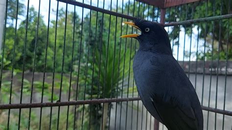 Pancingan Super Gacor Jalak Kebo Jantan Jalak Malas Bunyi Wajib