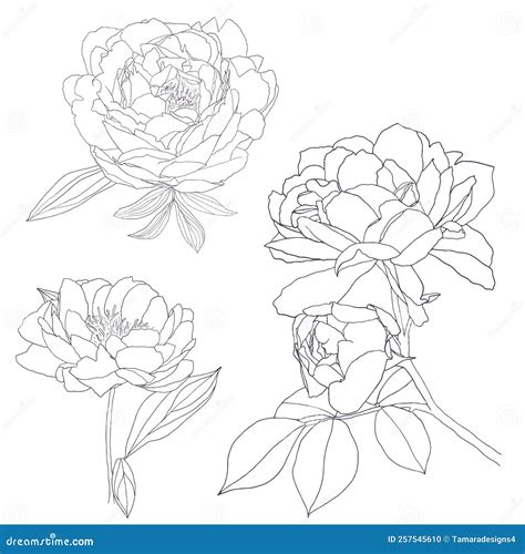 Peony Flowers Outline Collection Stock Vector Illustration Of Artwork