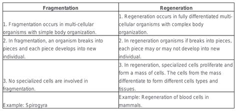 What Is The Difference Between Regenaration And Fragmentation