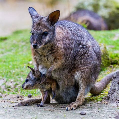 Wallaby With Joey In Her Pouch Stock Image Image Of Young Smaller