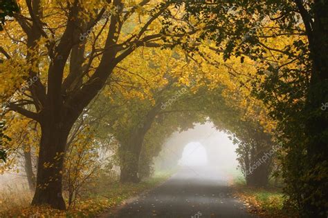 Pictures: autumn ideas | Autumn forest path — Stock Photo © Wustrow ...