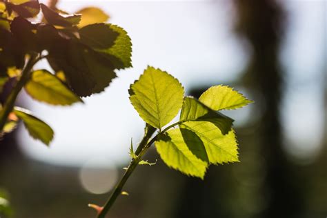 Free Images Tree Nature Branch Blossom Light White Sunlight