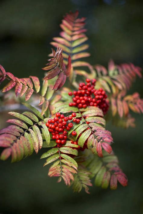 无人竖图室外特写白天留白美景植物浆果叶子景观枝树红色自然景色季节转忧伤摄影生长明亮美好自然风光