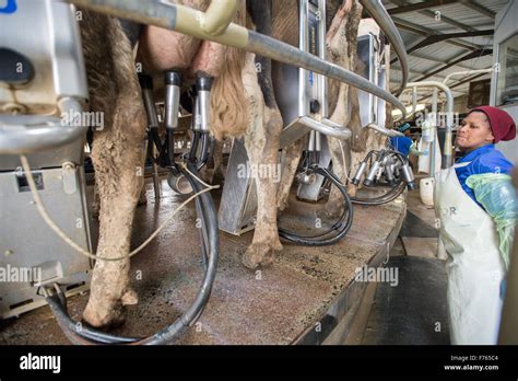 South Africa Cows Being Milked On Dairy Farm Stock Photo Alamy