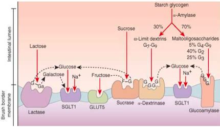 Carbohydrate Digestion and Assimilation Flashcards | Quizlet