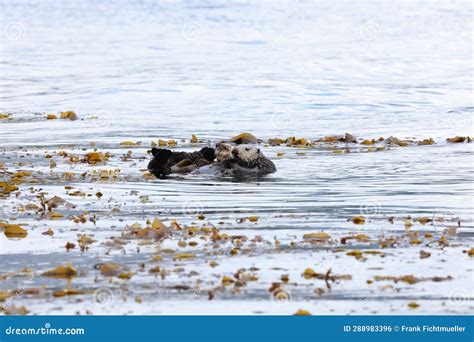 Sea Otter Enhydra Lutris Vancouver Island British Columbia Canada