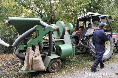 Mechanized Harvesting For Chestnuts