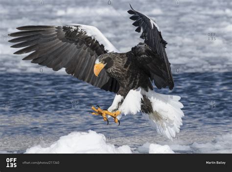 Steller's sea eagle hunting over ocean stock photo - OFFSET