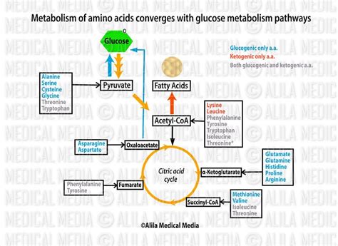 alila medical media amino acid  glucose metabolism pathway