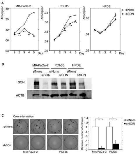 A Proliferation Of Pancreatic Cancer Cells Mia Paca 2 And Pci 35 And