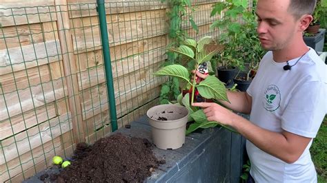 Comment bouturer un hortensia Truc et astuce débutant YouTube