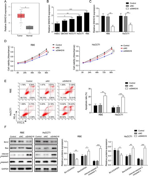 Snhg16 Was Upregulated And Acted As A Cancer Promoting Gene A The