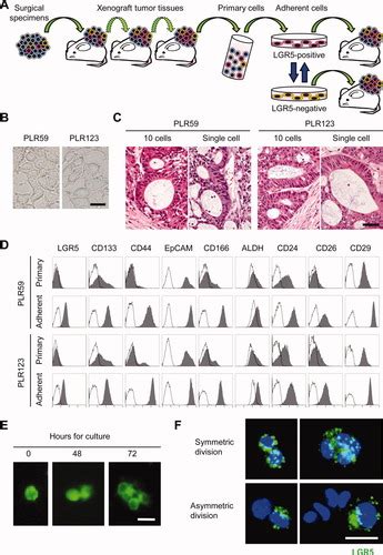 Lgr Positive Colon Cancer Stem Cells Interconvert With Drugresistant