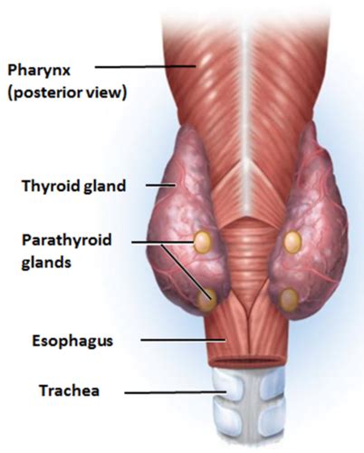 Diagnostic Exam 3 Endocrine Diagnostic Testing Parathyroid Lecture