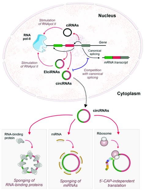 Biogenesis And Function Of Circular Rnas Circrnas At The Nucleus