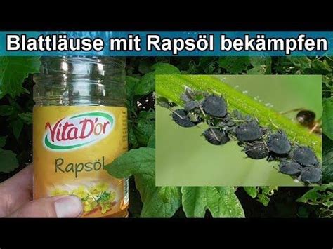 Blattl Use Effektiv Ohne Chemie Mit Raps L Bek Mpfen Anleitung