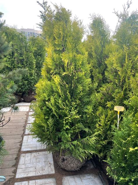 Купить саженцы Туя западная, крупномеры - готовая живая изгородь 🌱 ...